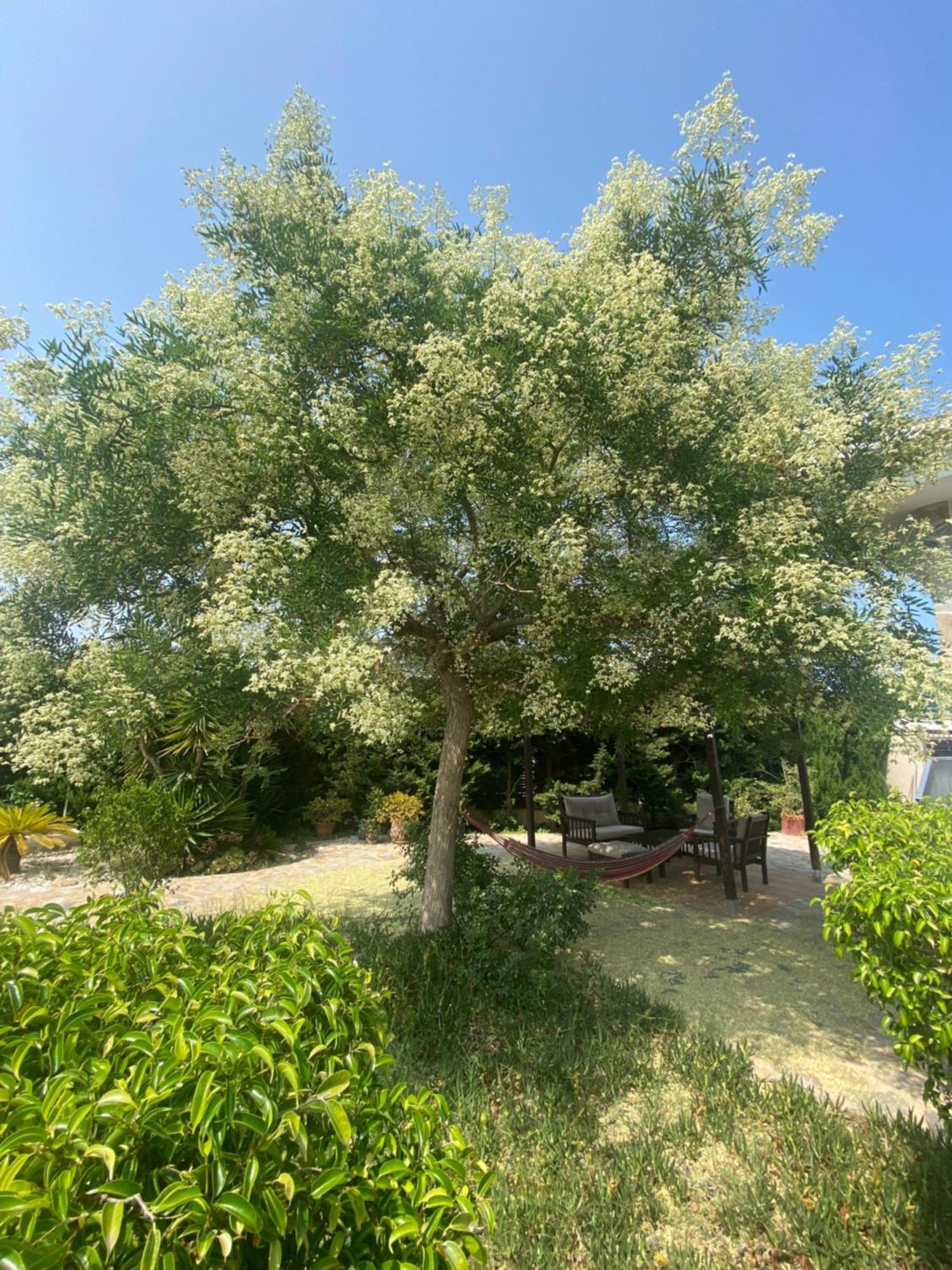 Casa Lusentum Villa Torrevieja Eksteriør billede